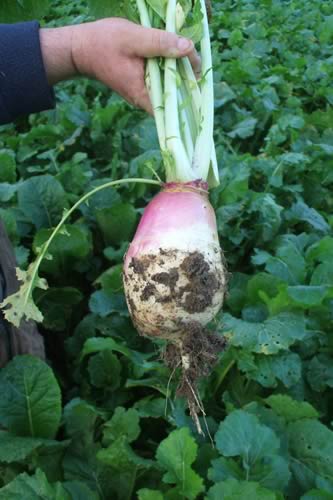 Samson stubble turnip is ideal for grazing in situ, it is a slightly sweeter variety as it is a tetraploid and it has been shown to be preferentially grazed.
